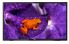 Philips 32"" HFL5114 Android Mediasuite Hospitality TV  Built-In Chromecast, Netflix &amp; Google Play, 250NIT UHD, Vesa 100 x 100
